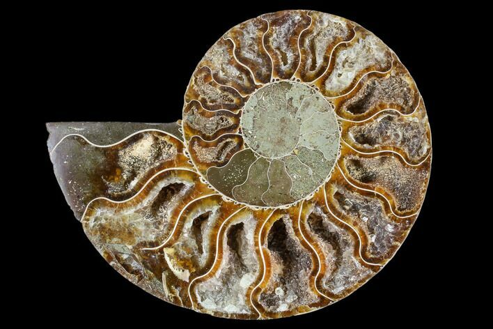 Agatized Ammonite Fossil (Half) - Crystal Chambers #88265